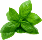 basilic