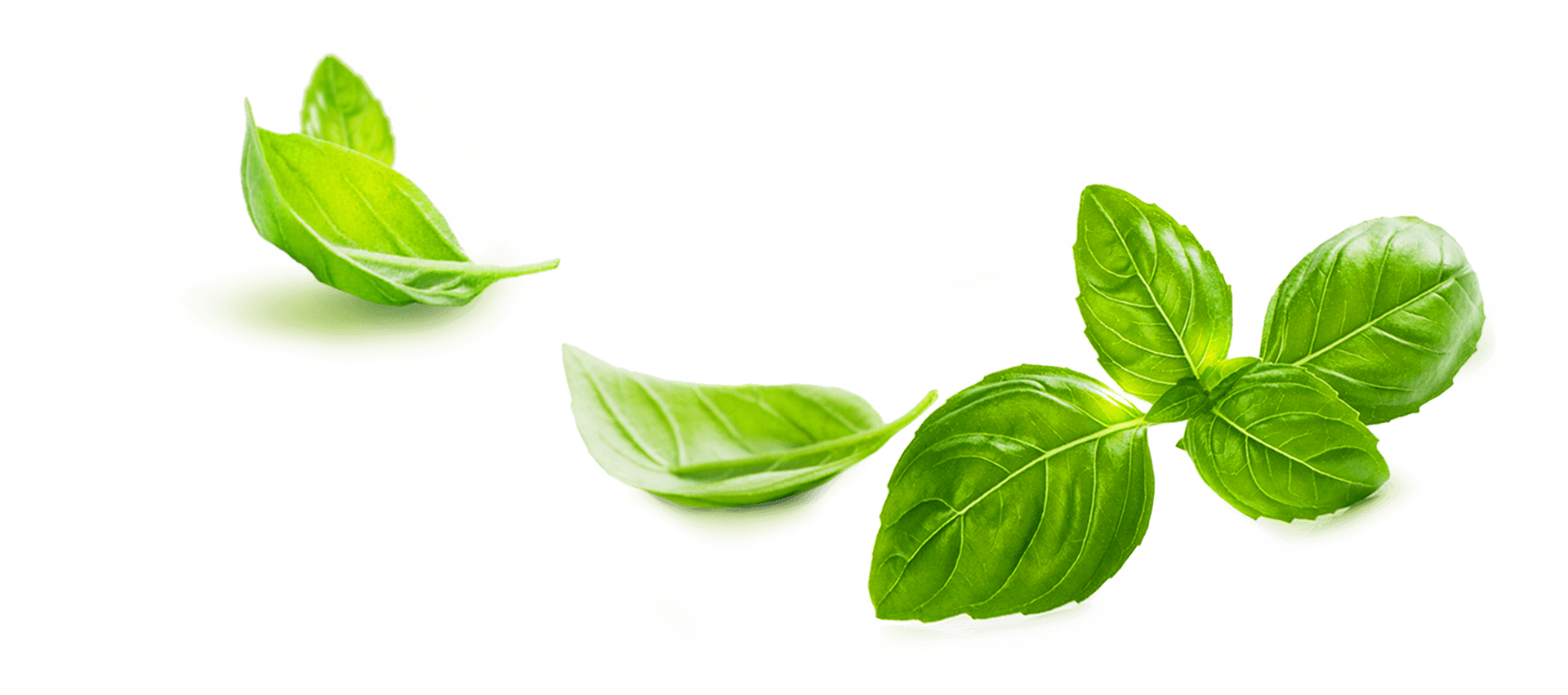 shape-basilic