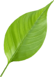 feuille-verte