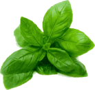 feuille-verte